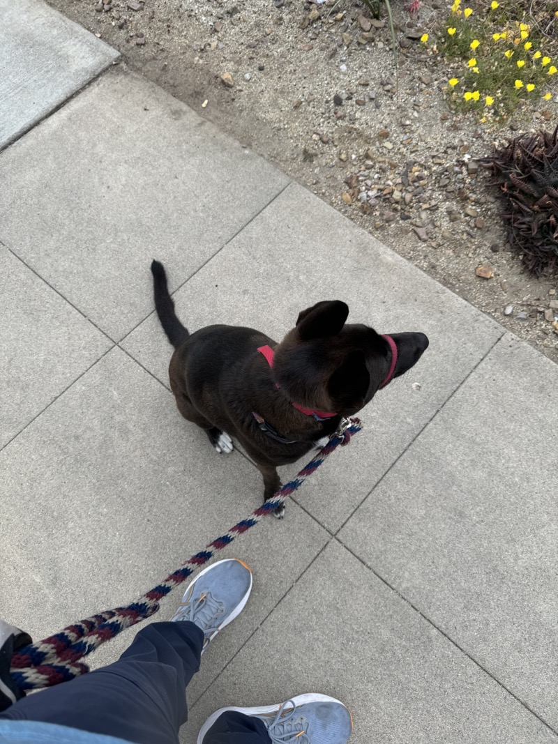 A picture of a black dog named Bowie sitting, taken on July 8 2024 at 6:38 am